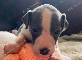 Outstanding Italian greyhound puppies kc registered