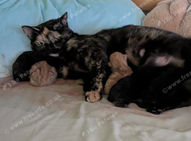Black kittens 8 weeks old
