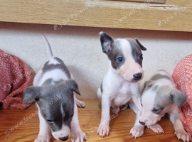 Kc registered whippet pups