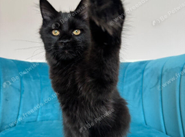 XXL Maine Coon Kittens TICA Pedigree Supreme Champion Bloodline
