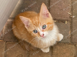 RAGDOLL CROSS KITTENS