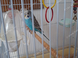 Love baby budgies and cockatiel ready for there new home.