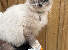 Beautiful TICA registered cat