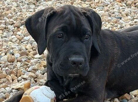 Cane Corso x Dogue de Bordeaux READY NOW