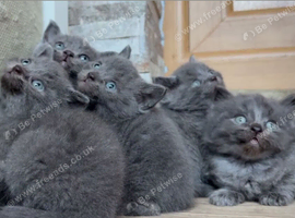 British short hair kittens
