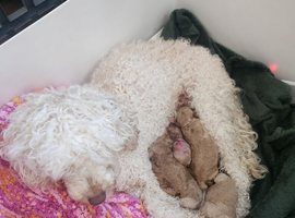 Very sweet little cream/apricot boys. Just born!