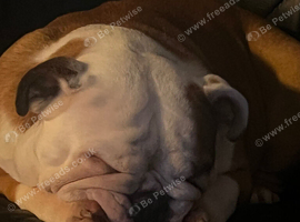 English Bulldog