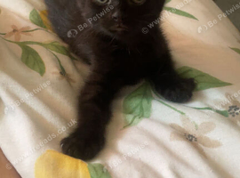 black kitten