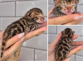 Exquisite Pedigree Bengal Kittens