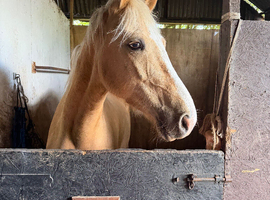 15.1 Beautiful Palamino mare