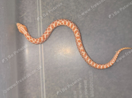 Baby Hognoses