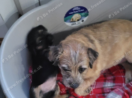6yr old border terrier bitch needs loving home