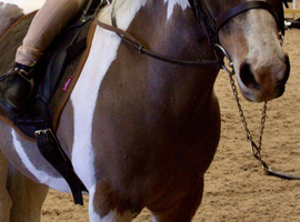 Stunning 11hh gelding