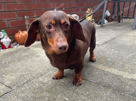 Dachshund