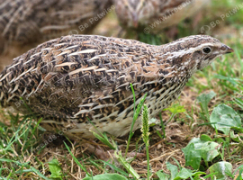 5 week old quail