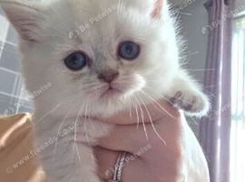 british short hair kittens