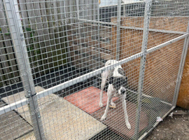 Suluky whippet greyhound bull