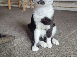 2 black and white kittens