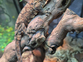 Chahouan Mossy Geckos at Birmingham Reptiles
