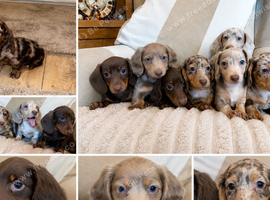 Miniature dachshund