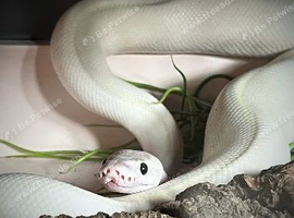 Ivory royal python female