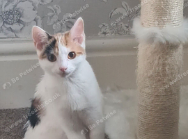 Lovely Lulu