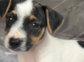 Jack Russell puppy