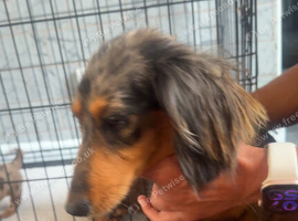 Beautiful long hair dachshunds