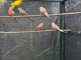 Lineolated Parakeets