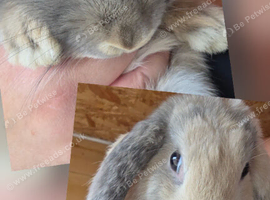 2 beautiful mini lops