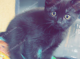 Black male kitten