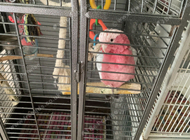 Male galah cockatoo for sale