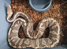 Pastel GHI Mojave