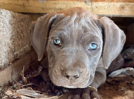 Stunning cane corso puppies