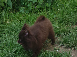 2 small house trained Pomeranians finally big enough to leave