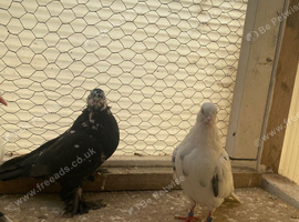 Few pigeons for new loft