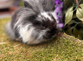 Lion lop buck