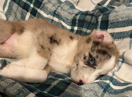 Siberian husky X Caucasian Shepard & pocket bully