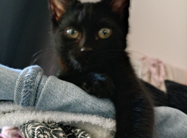 Kitten