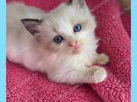 Pure Ragdoll kittens.1 male available.