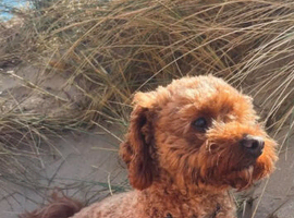 Beautiful 2.5 year Old Male Cavapoo Looking for a Loving Home