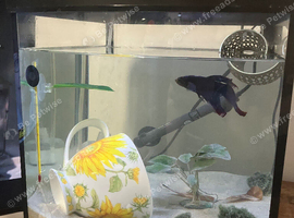Betta fish, tank etc&hellip;