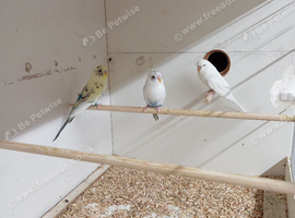 3 male budgie for sale &pound;50