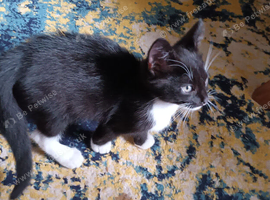 Adorable Black &White Kittens for sale