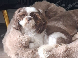Beautiful shih-tzu girl age 5