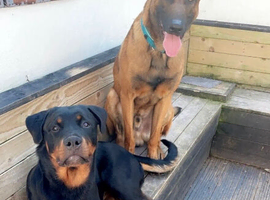 Rottweiler x Belgian Malinois Puppies