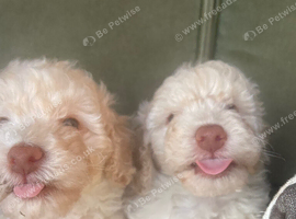 F1b cockapoos