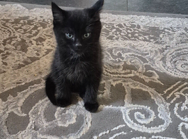 Kitten