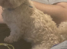 Shih tzu 3 years old