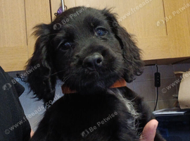Cocker spaniel 3 black boys ready to leave